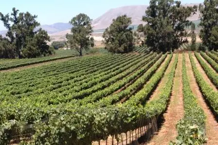 Good Vineyard MacEntee’s Off Licence Newtownbutler – Wide Drinks Selection